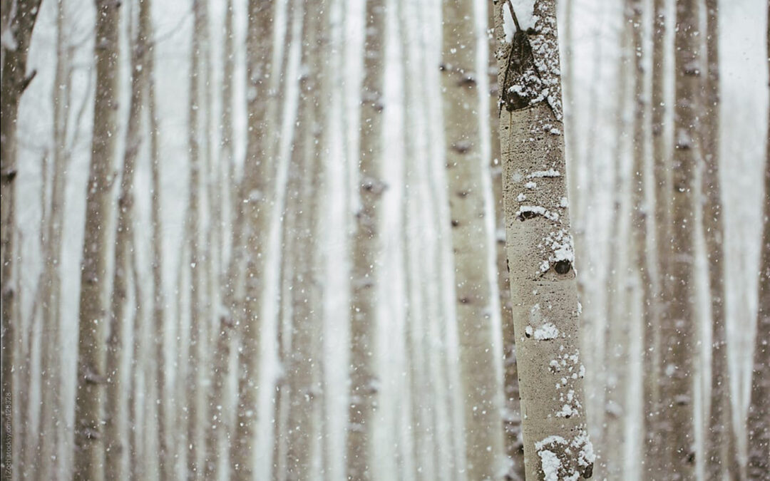Preparing your Immune system for the Winter