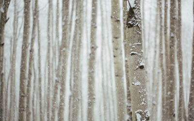 Preparing your Immune system for the Winter Months